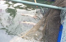 Cá, mực trong bè nổi ở khu vực cảng Vũng Áng chết bất thường