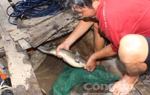 Quái kiệt săn cá ngát trên sông Hàm Luông