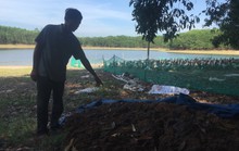 Rơi nước mắt nhìn đàn vịt gần 1.500 con đến ngày xuất chuồng bị đầu độc