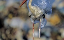 Hình ảnh kinh ngạc về muôn loài chết chìm trong rác thải