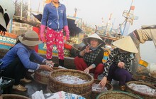 Sướng rơn ở bến cá nơi cửa biển Đề Gi lúc sớm mai