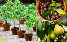 8 loại cây ăn quả nên trồng trong nhà mình