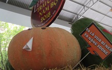 Xoài khổng lồ hút khách ở Lễ hội Trái cây Nam Bộ 2018