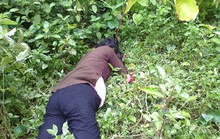 Nghi theo Hội Thánh Đức Chúa Trời Mẹ, con dùng dao đâm chết mẹ ruột