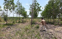 Vỡ mộng đại dự án cao su