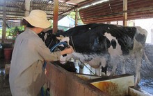 Hàng ngàn hộ nuôi bò sữa bỏ nghề