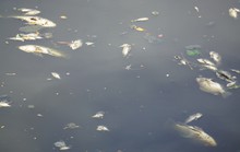 Đà Nẵng: Cá chết nổi lềnh bềnh trên sông Phú Lộc nghi do ô nhiễm