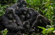 Mập mờ vụ Congo bán thú quý hiếm cho Trung Quốc