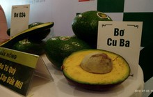 Bơ sẽ là cây tỉ đô mới của Tây Nguyên?