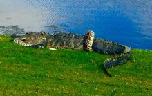 Cận cảnh cá sấu và trăn quấn quýt trên sân golf