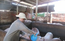 Giá thịt heo tăng cao kỷ lục, gấp đôi thời kỳ giải cứu