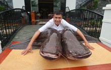 Choáng với cặp cá leo nặng hơn 1 tạ