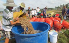 Việt Nam chiếm thị phần tôm lớn nhất ở Hàn Quốc