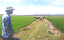 Nhiều khoản phí lạ ở Quảng Bình: Trâu, bò, vịt, máy cày,… ra đồng phải đóng phí