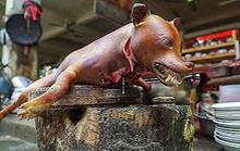 Nói không với thịt chó: Đừng làm khơi khơi!