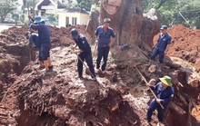 Nhiều nhà khoa học đành bó tay cứu cây di sản