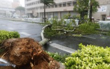 Chưa hồi phục sau bão Jebi, Nhật Bản lại hứng bão Trami