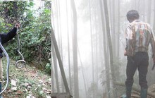 Rùng rợn chuyện lao vào rừng sâu săn rắn ở Lào Cai