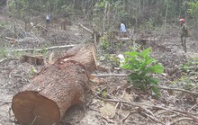 Thiếu quản lý, rừng phòng hộ bị phá nát