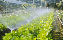 Không thể tin nổi giữa Sài Gòn có cánh đồng hoa đẹp đến thế!