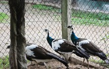 Trang trại chim “quý tộc”, gà “hoàng gia” tiền tỷ giữa Hà Nội