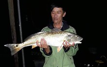 Câu được cá lạ vàng óng nghi là cá sủ vàng quý hiếm