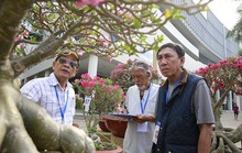 Cuộc thi Hoa Cảnh - Tôn vinh nét đẹp đặc sắc của các loài hoa kiểng Việt Nam