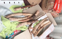 Phát hiện vụ vận chuyển trái phép 17,6 kg vật phẩm nghi là ngà voi