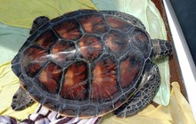 Thả rùa biển quý hiếm về môi trường tự nhiên