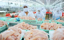 Cá tra trước cơ hội phục hồi ở Mỹ