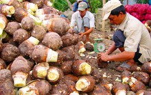 Nghèo khó trên đất đai phì nhiêu