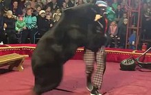 Gấu tấn công nghệ sĩ xiếc trên sân khấu không rào chắn
