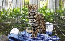Phát hiện mèo rừng quý hiếm, có bộ lông tuyệt đẹp ngay tại TP HCM