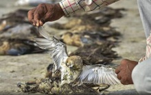 Hơn 2.400 con chim chết bên vùng hồ rộng gần 200 km vuông