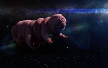 Con người sẽ bị lai tạo với quái vật bất tử tardigrade?