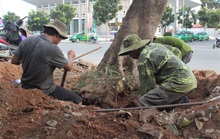 Vì sao hàng loạt cây xanh trên đường phố Đông Hà bị đốn hạ?