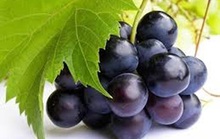 Làm đẹp với các loại quả màu tím