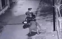 Clip: Bị phát hiện trộm chó, 2 đối tượng vứt xe nhảy xuống kênh