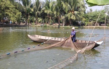 Cá tra giống rớt giá, người nuôi lỗ nặng