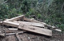 Phát hiện vụ phá rừng quy mô lớn ở Kon Tum