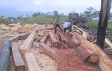 Khởi tố 10 đối tượng mở công trường khai thác gỗ lậu ở 2 tỉnh Đắk Lắk - Khánh Hòa
