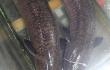 Bắt được 2 con cá lệch “khủng” dài 1,6 m, nặng 16 kg mỗi con, bán gần 30 triệu đồng