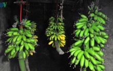 Cả làng phất lên nhờ chuối ngự tiến vua
