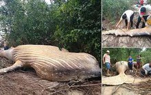 Cá voi dài 11 m chết trong... rừng rậm Amazon