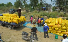 Tiêu thụ lúa gạo ở ĐBSCL: Hợp tác thay vì nhờ giải cứu!