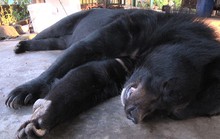 4 con gấu giao hộ cá thể nuôi chết bất thường trong vòng 1 tuần