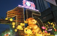 Heo vàng khổng lồ rực rỡ đường hoa xuân Cần Thơ 2019