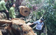 Cận cảnh phá rừng trong vùng lõi Khu bảo tồn thiên nhiên Ngọc Sơn - Ngổ Luông