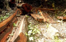 Thêm một khu rừng gỗ quý bị lâm tặc đốn hạ ở Quảng Bình
