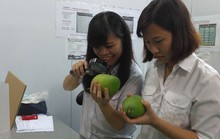 Trái cây Việt vào thị trường Mỹ
